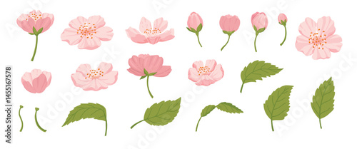 Sakura flowers and buds. Cherry spring blossom, blooming flowers and leaves, japanese blooming cherry elements flat vector illustration set. Beautiful blooming sakura on white background