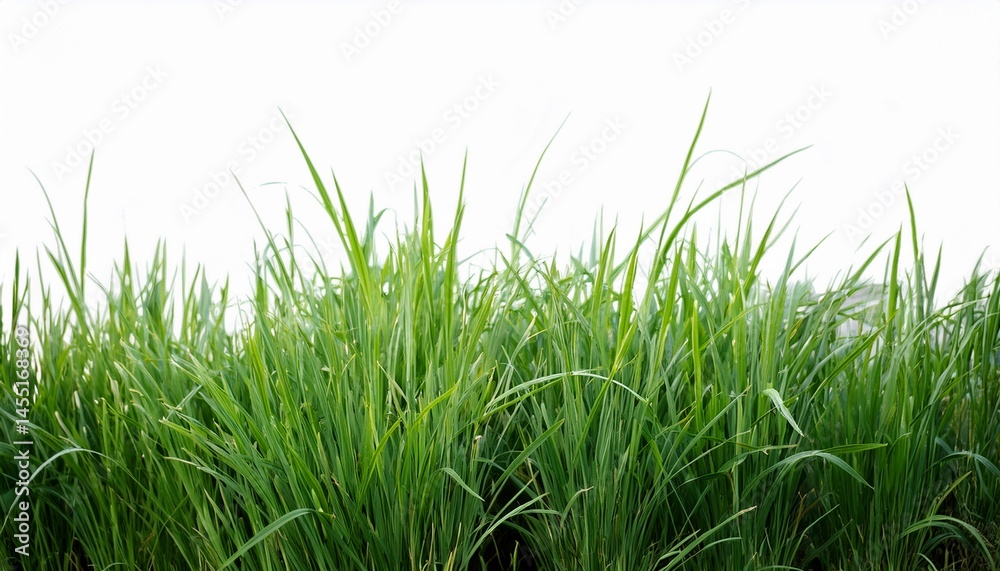 Obraz premium green grass isolated for object design