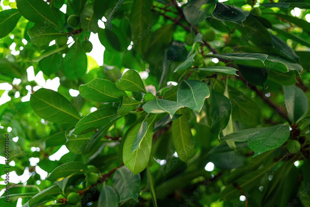green leaves in the garden green leaves in the garden