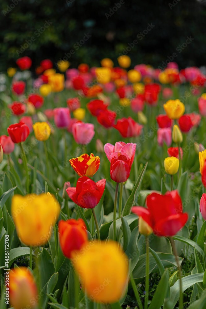 Fototapeta premium red and yellow tulips