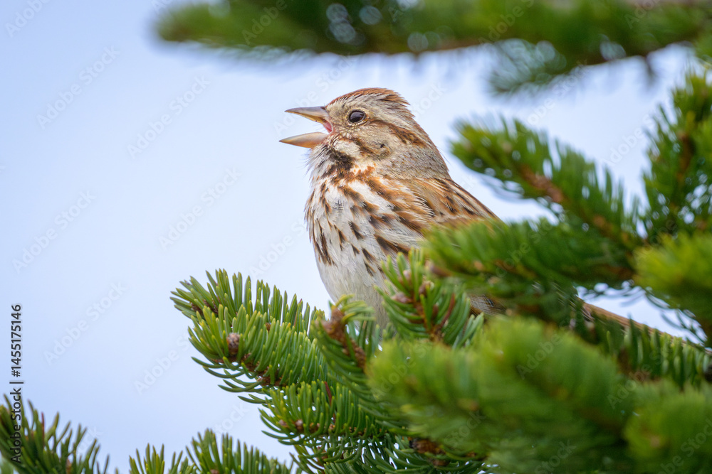Fototapeta premium Song Sparrow bird perched in tree singing
