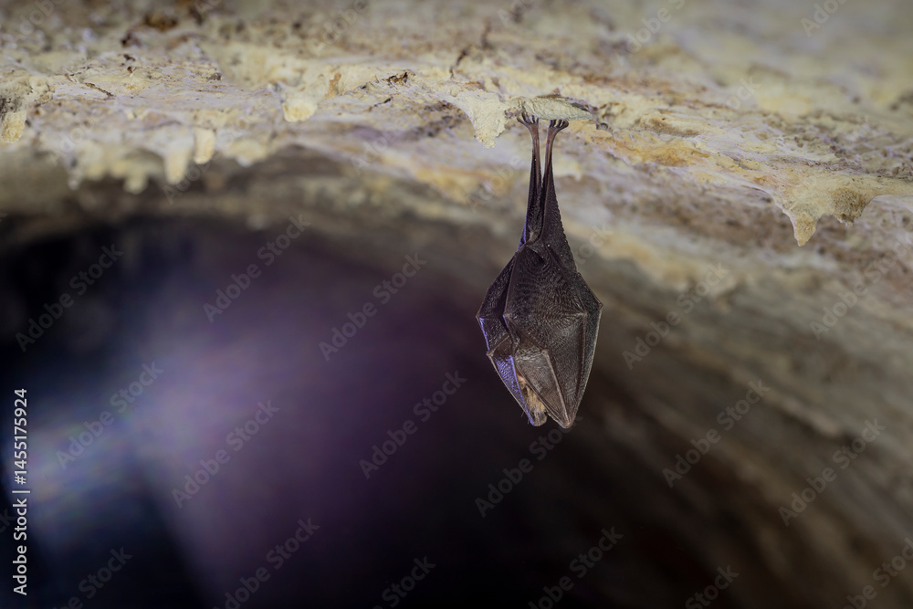 Close up take of small sleeping lesser horseshoe bat (Rhinolophus hipposideros) covered by wings, hanging upside down on top of cold arched brick cellar that hibernate. Creative wildlife