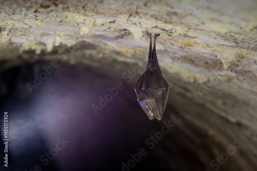Obraz na płótnie Close up take of small sleeping lesser horseshoe bat (Rhinolophus hipposideros) covered by wings, hanging upside down on top of cold arched brick cellar that hibernate. Creative wildlife w salonie