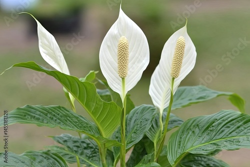 Three pristine white peace lilies bloom atop lush, vibrant green foliage  The blooms feature a central, light beige spadix and large, smooth petals photo