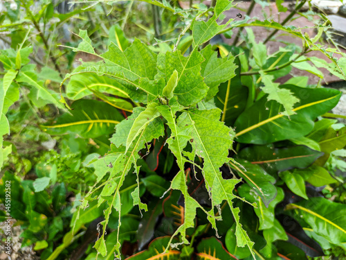 Close-up shows green leaves with noticeable damage, featuring holes and irregular eaten edges. The affected foliage is attached to branches, set against a softly blurred background of more greenery. photo