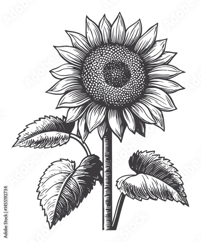 Vintage Engraving of a Single Sunflower with Leaves and Textures
