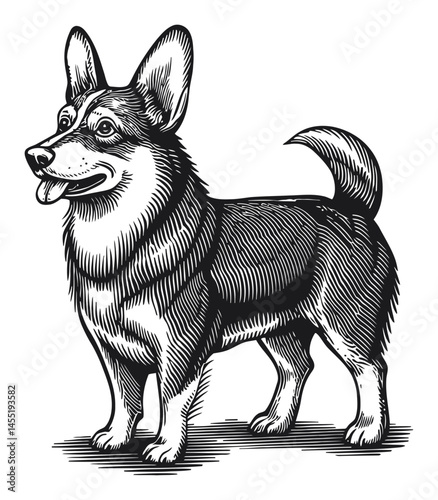 Charming Corgi Dog Illustration in Vintage Woodcut Style