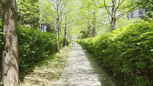 Shaded Pathway of Spring Green