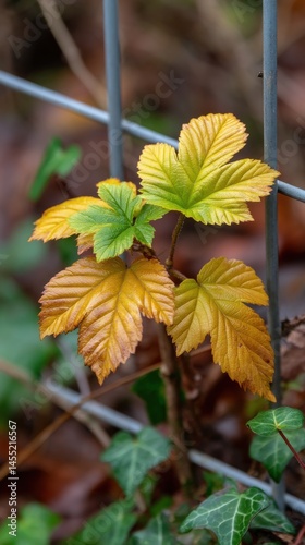 Sycamore Maple leaves turning from green to yellow color during the autumn fall season growing beside a metal fence.