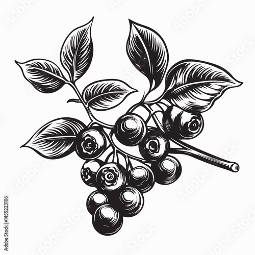 Blueberry Branch Image vector. Black and white Blueberry Branch vector on white background.