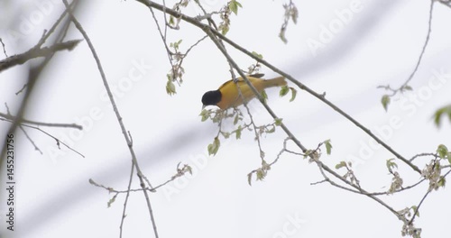 Baltimore Oriole (Icterus galbula) moving around on a small branch in slow motion