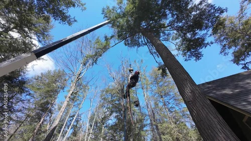 Wallpaper Mural Overhead crane shot shows an arborist in full safety gear being hoisted skyward by a crane arm to access and cut high branches of a towering tree framed against a vivid blue spring sky Dramatic scale. Torontodigital.ca