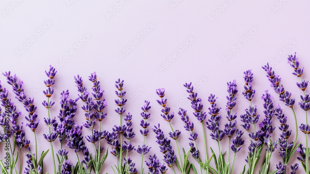 Light lavender-colored background banner evokes calm, elegance, and gentle sophistication, symbolizing serenity, emotional balance, and creativity in minimalistic or wellness-themed visuals.