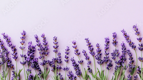Obraz na płótnie Light lavender-colored background banner evokes calm, elegance, and gentle sophistication, symbolizing serenity, emotional balance, and creativity in minimalistic or wellness-themed visuals.
w salonie