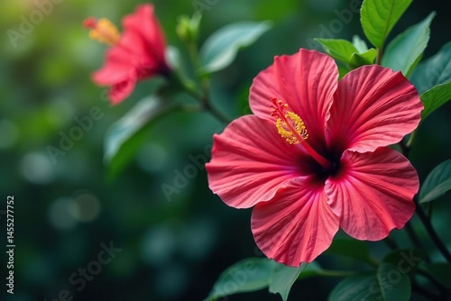Intricate hibiscus blossoms, vibrant hues, lush foliage, flower, green