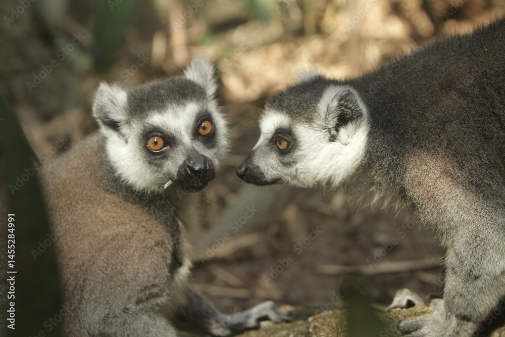 Obraz premium a pair of lemurs sitting and chatting