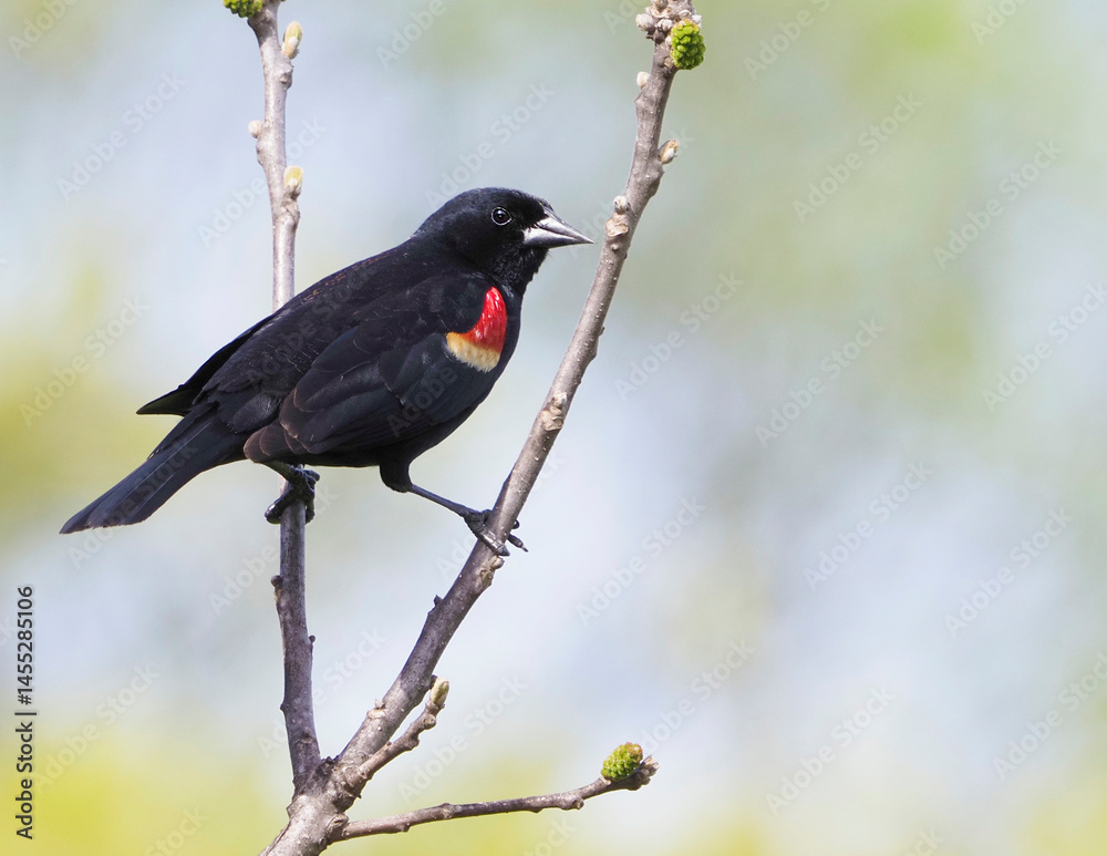 Fototapeta premium Male Redwing Blackbird perched on a tree branch on a sunny spring afternoon.