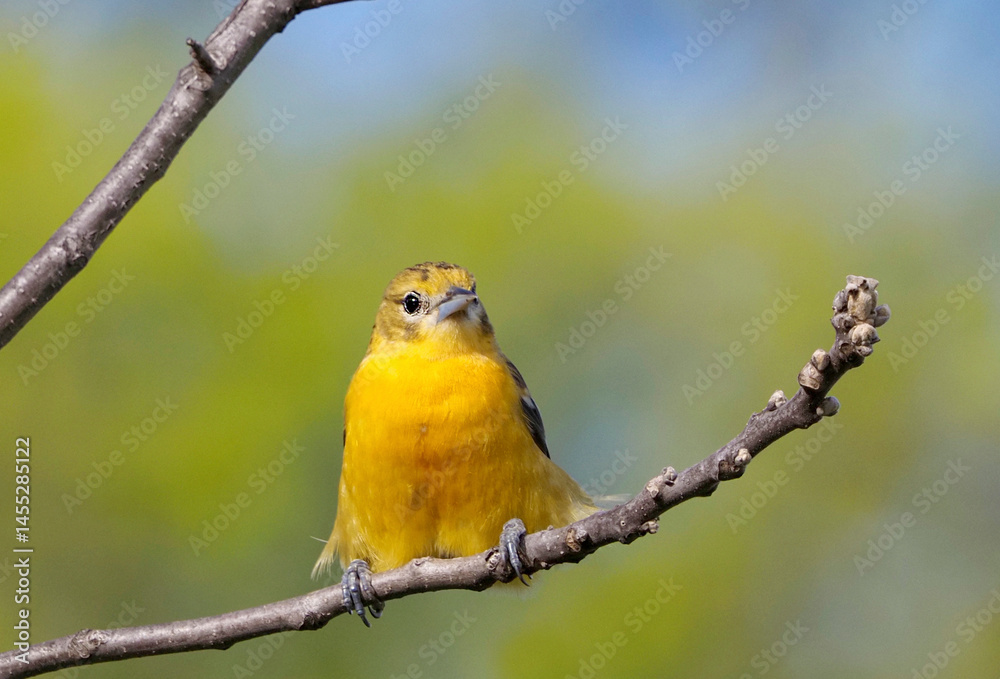 Female Northern Baltimore Oriole squating on a tree branch on a sunny spring afternoon. Female Northern Baltimore Oriole squating on a tree branch on a sunny spring afternoon.