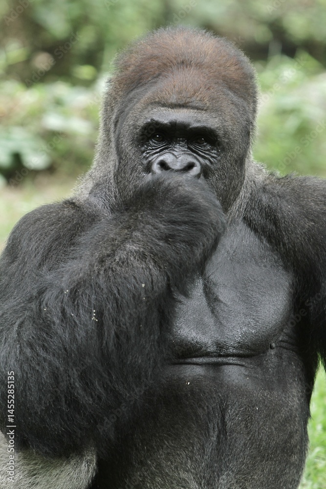 Naklejka premium silverback gorilla behavior sitting looking forward while covering mouth