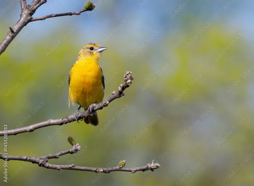 Female Northern Baltimore Oriole on a tree branch on a sunny afternoon. Female Northern Baltimore Oriole on a tree branch on a sunny afternoon.