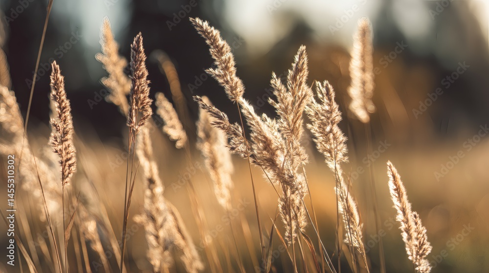 Fototapeta premium Golden Wheat Field Abstract View in Warm Light Bokeh Background Soft Focus