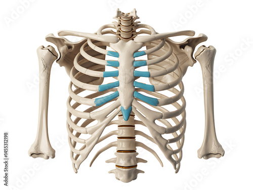Anatomical illustration of the human rib cage and upper torso depicting the skeletal system