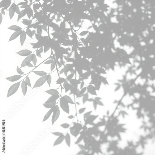 Wallpaper Mural shadow overlay effect. Gray shadow of leaves isolated on white background. Plant foliage leaf shadow light effect. Mockup Blurred tree branch shadow. Ideal for summer spring design elements PNG  Torontodigital.ca