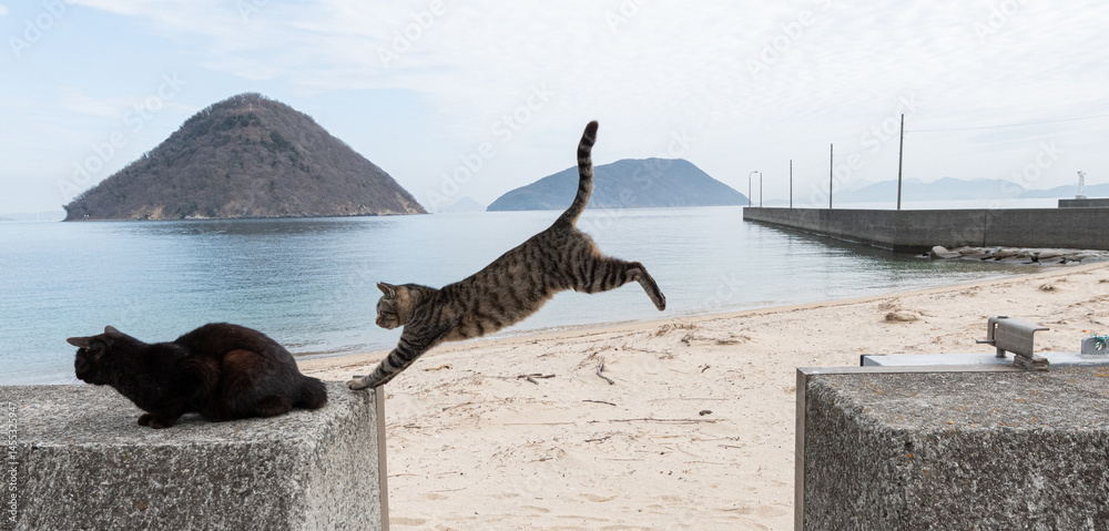 Fototapeta premium 堤防を飛び越える可愛い猫 キジトラ猫 