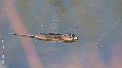 Muskrat in the water