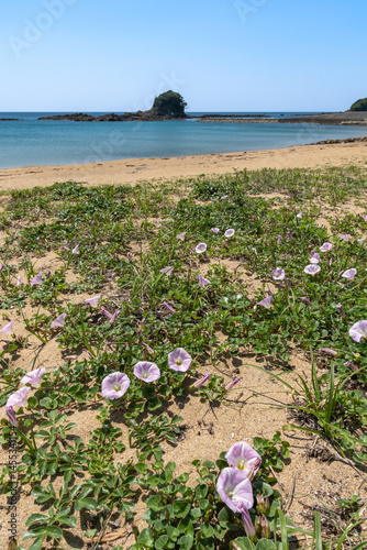 あづり浜の浜昼顔（三重県志摩市志摩町） photo