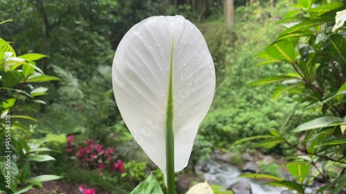 Rain-Kissed Peace Lily Spathe, Lush Tropical Garden Stream