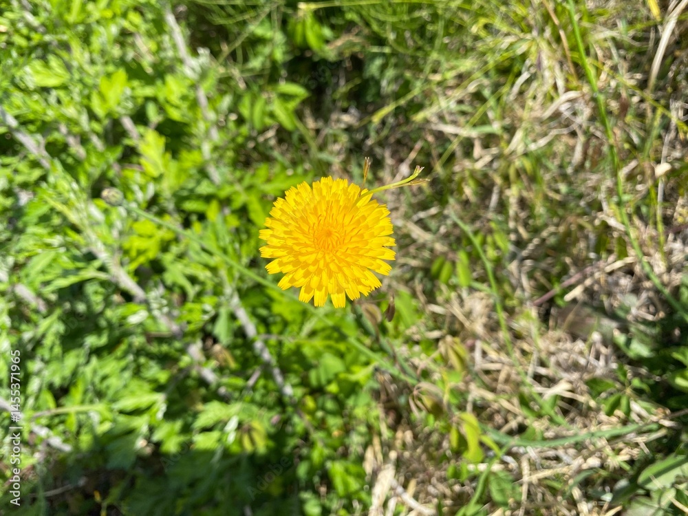 Flower 花 Flower 花