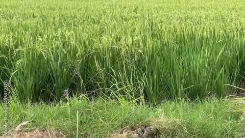 Lush Green Rice Paddy Field, Close-up View, Rural Landscape