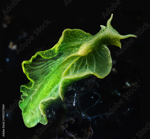  Emerald-green, translucent, leaflike Elysia chlorotica sea slug with snail-like head and extended parapodia glides with fluid undulating motion in dark ocean waters photo