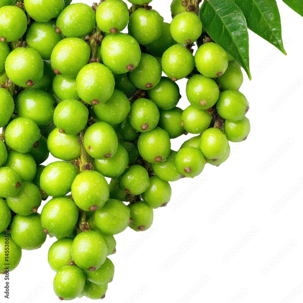 Lush Green Orb Fruit Cluster Displaying Freshness and Natural Abundance in Detail Lush Green Orb Fruit Cluster Displaying Freshness and Natural Abundance in Detail