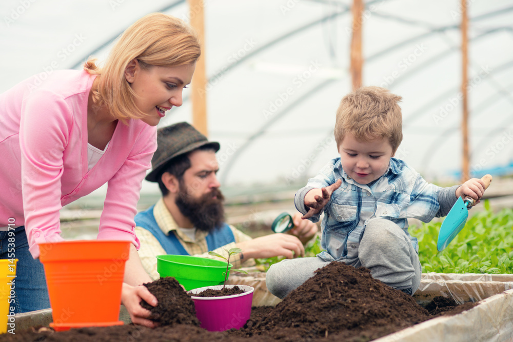 Family working together in a greenhouse. Father, mother and son planting vegetables on a small greenhouse on eco farm. Greenhouse for family. Organic farming in Greenhouse. Family farmers.