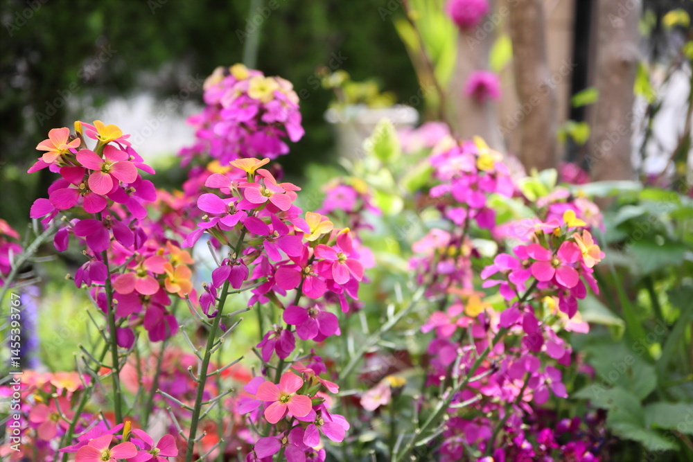 ピンク色のエリシマムの花 ピンク色のエリシマムの花