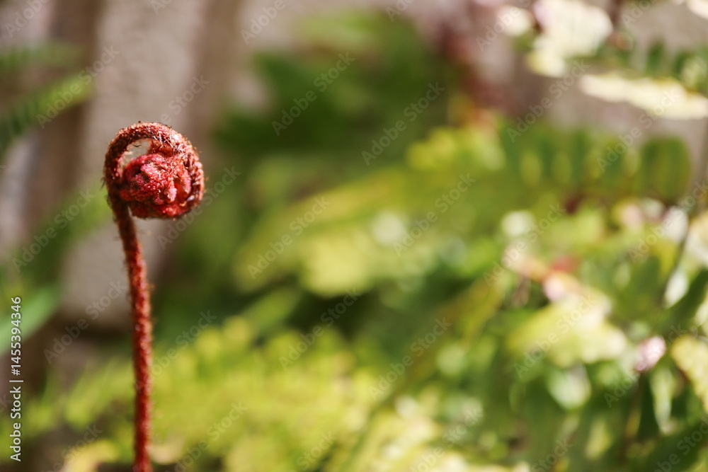 Obraz premium ベニシダの若芽の螺旋