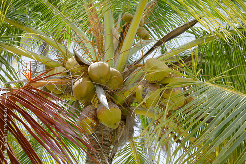 Ripening coconuts on coconut palm tree (lat. Cocos nucifera) growing in the San Blas islands in Panama  (Selective Focus, Focus on the coconuts)