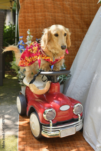 乗用玩具のカートに乗る犬