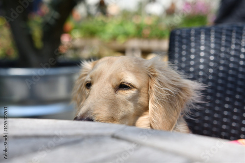 ソフトクリームを欲しそうに見つめる犬