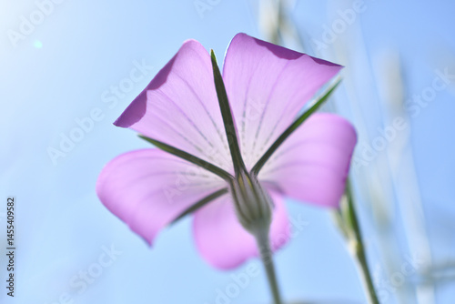 光を透過して見上げるアグロステンマの花