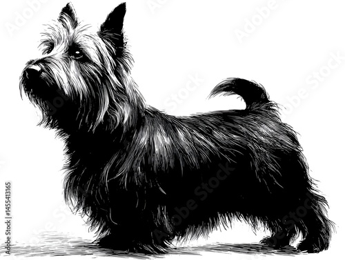 A detailed black and white sketch of a Scottish Terrier dog standing alertly, showcasing its wiry coat and expressive eyes against a plain white
