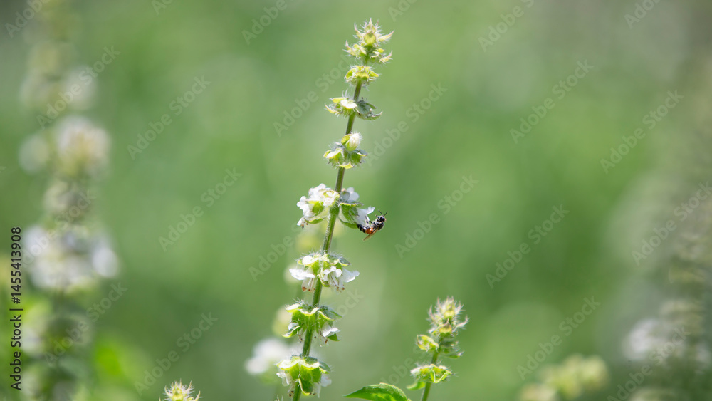 bee fly on a flower in garden bee fly on a flower in garden