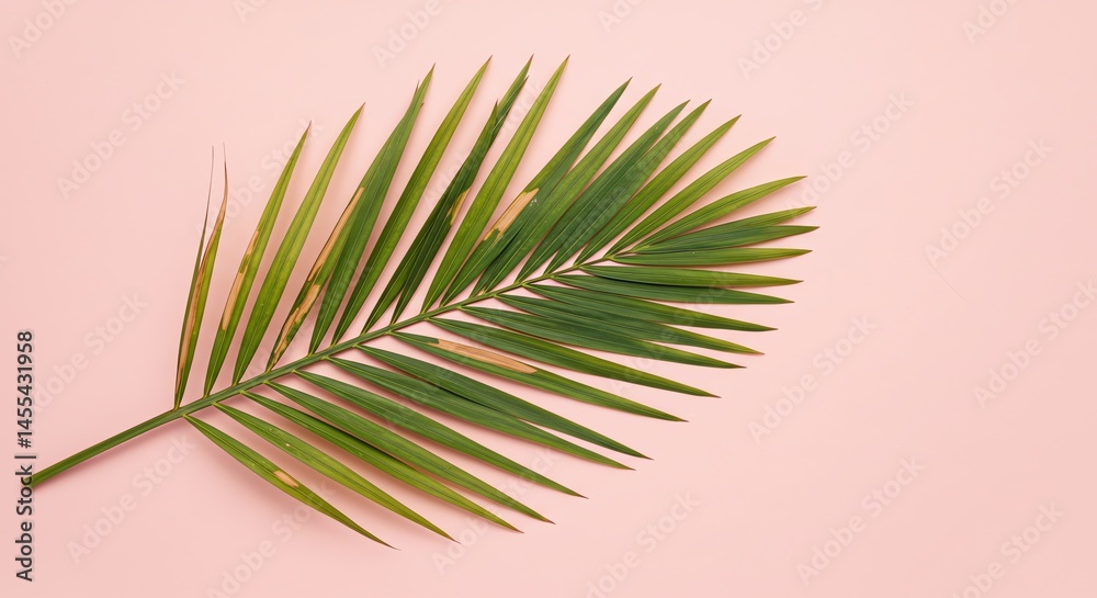 Fototapeta premium Palm Leaf on Pink Background