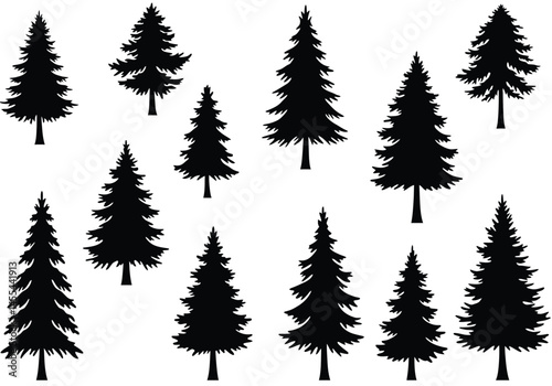 Fir trees silhouette. This image shows a collection of black silhouettes of fir trees, also known as pine trees or conifer trees. Vector clipart illustration design.