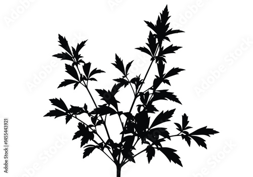 Plant silhouette. This image shows a black silhouette of a plant with multiple branches and leaves, also known as a plant shadow or plant outline. Vector clipart illustration design.