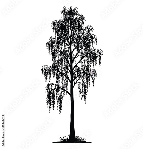 Silver birch tree silhouette. This image shows a detailed silhouette of a silver birch tree, also known as Betula pendula, with drooping branches and leaves. Vector clipart illustration design.
