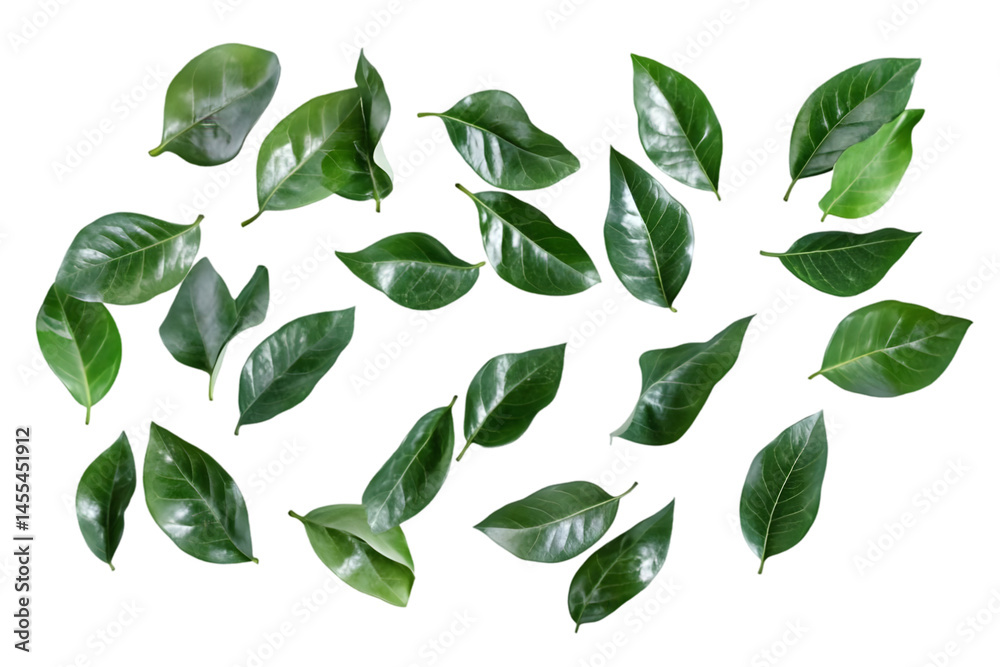 Naklejka premium Isolated Green Leaves On Transparent Background Photo