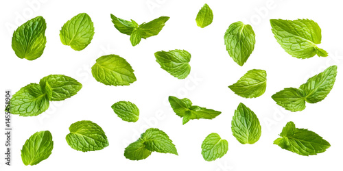 Isolated Mint Leaves on Black Background Realistic Photo Illustration